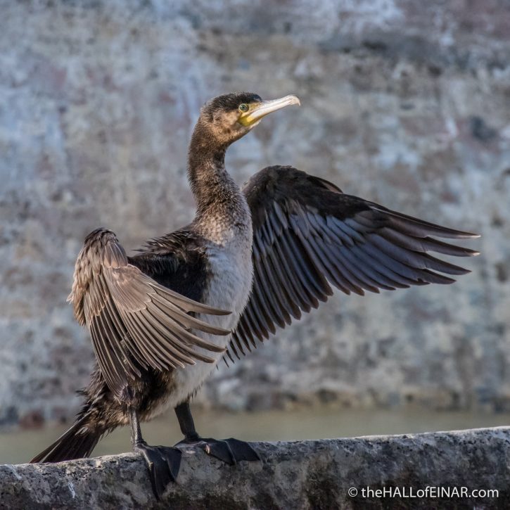 Cormorant on the Tiber - The Hall of Einar - photograph (c) David Bailey (not the)