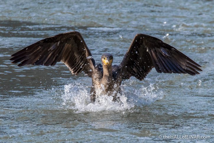 Cormorant on the Tiber - The Hall of Einar - photograph (c) David Bailey (not the)