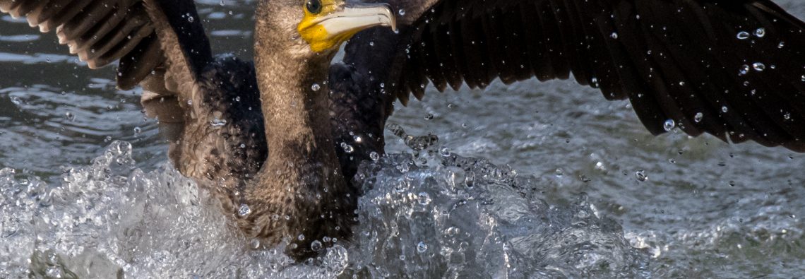 Cormorant on the Tiber - The Hall of Einar - photograph (c) David Bailey (not the)