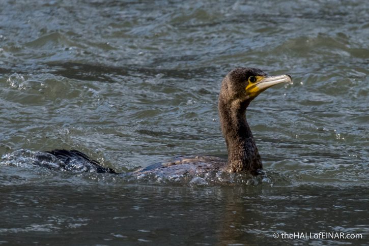 Cormorant on the Tiber - The Hall of Einar - photograph (c) David Bailey (not the)