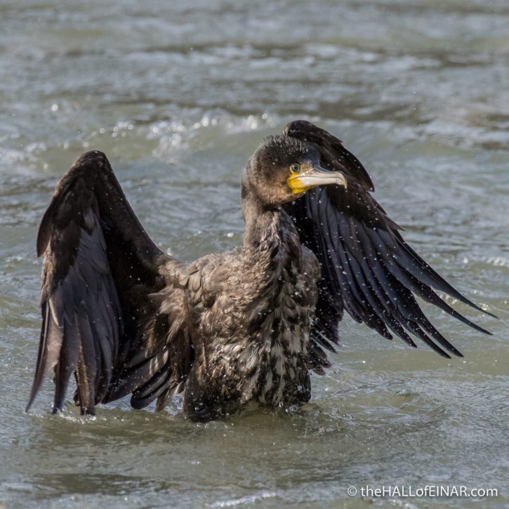 Cormorant on the Tiber - The Hall of Einar - photograph (c) David Bailey (not the)