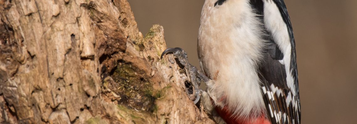 Great Spotted Woodpecker - The Hall of Einar - photograph (c) David Bailey (not the)