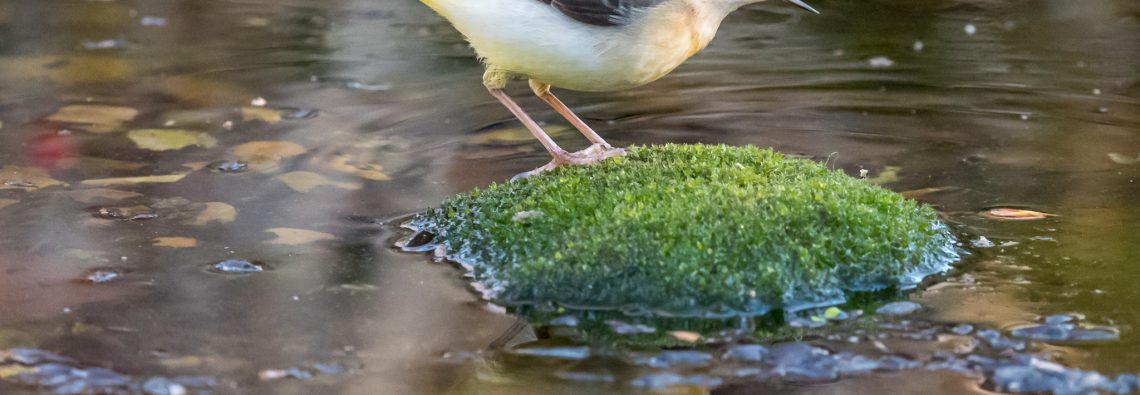 Grey Wagtail - The Hall of Einar - photograph (c) David Bailey (not the)