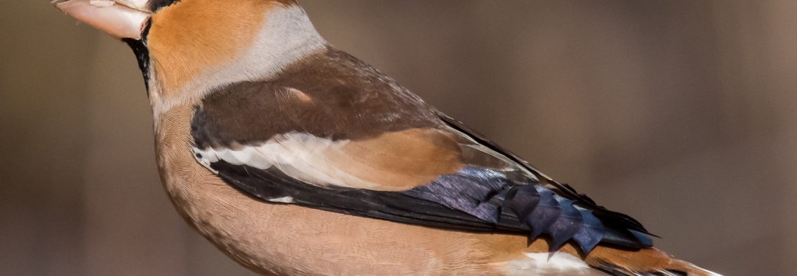 Hawfinch - The Hall of Einar - photograph (c) David Bailey (not the)