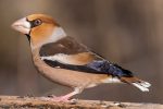 Hawfinch - The Hall of Einar - photograph (c) David Bailey (not the)
