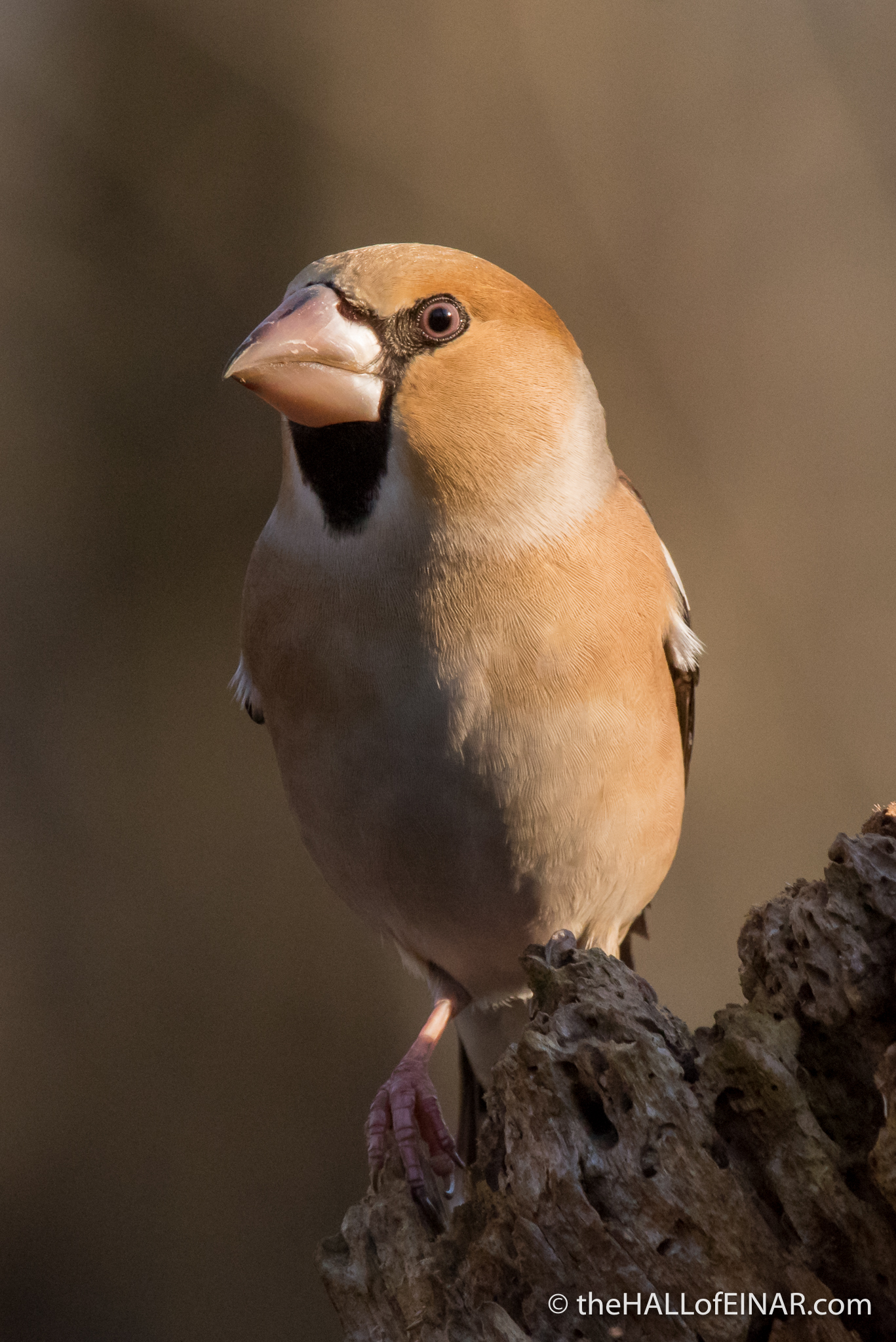 Hawfinch - The Hall of Einar - photograph (c) David Bailey (not the)