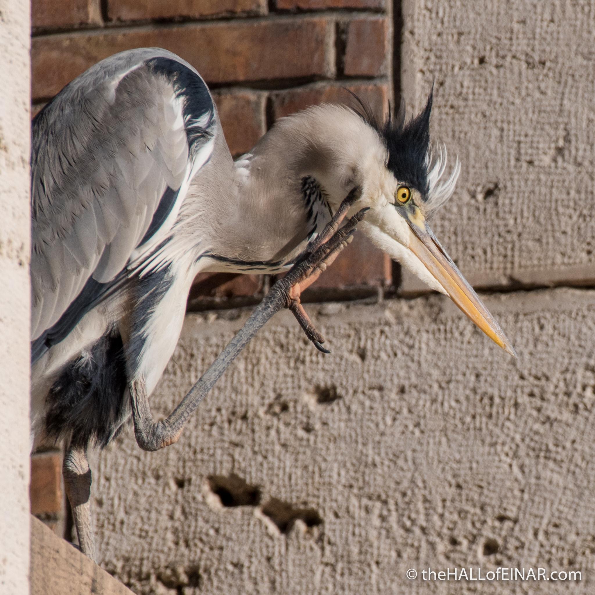 Heron on lungotevere - The Hall of Einar - photograph (c) David Bailey (not the)