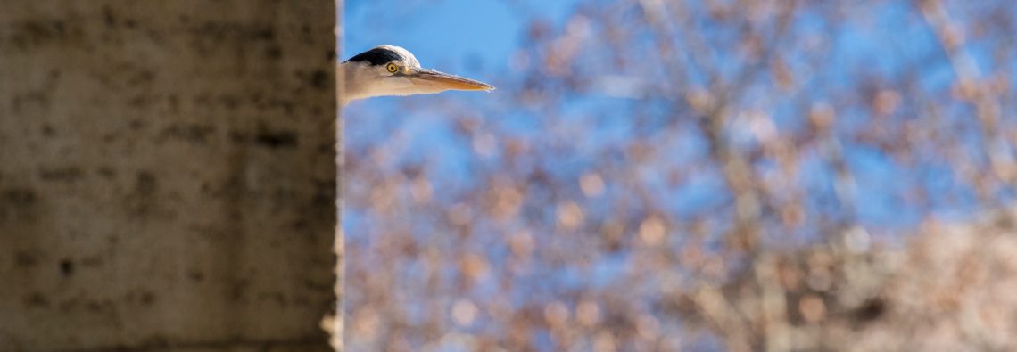 Heron on lungotevere - The Hall of Einar - photograph (c) David Bailey (not the)