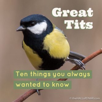 Ten things you always wanted to know about Great Tits - The Hall of Einar