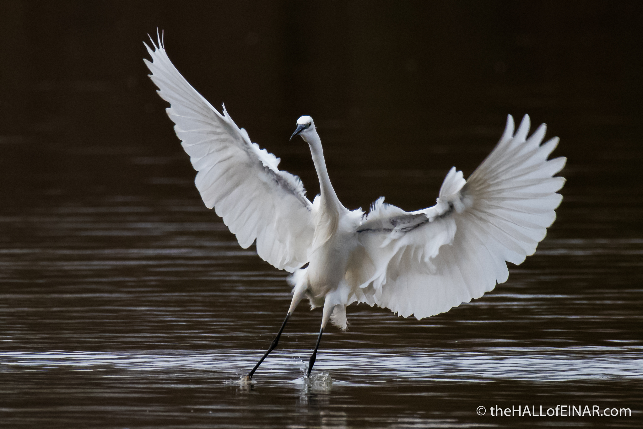 Little Egret - The Hall of Einar - photograph (c) David Bailey (not the)