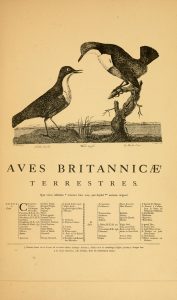 Ornithologia Britannica - The Hall of Einar