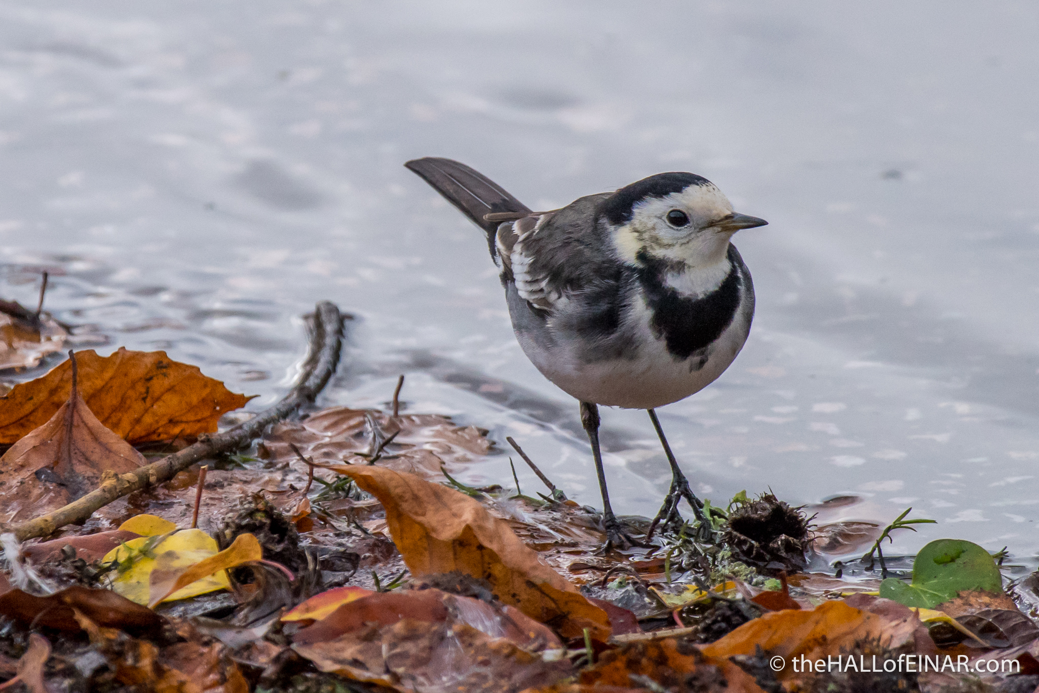 Pied Wagtail - The Hall of Einar - photograph (c) David Bailey (not the)