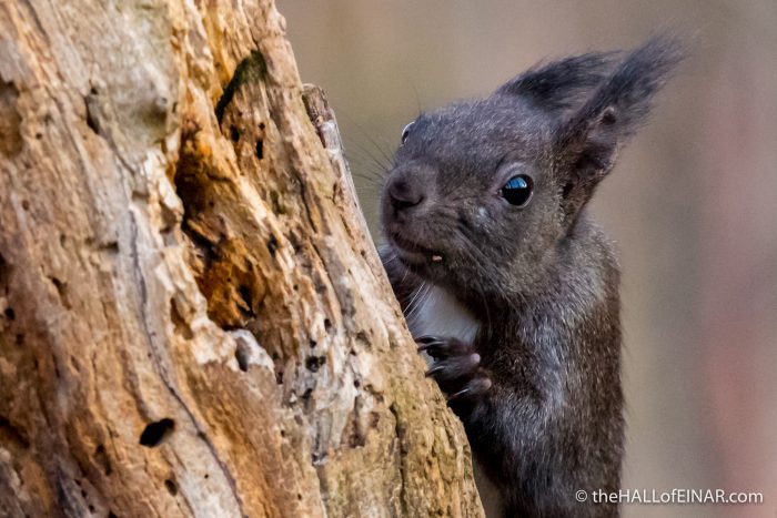 Red Squirrel - The Hall of Einar - photograph (c) David Bailey (not the)