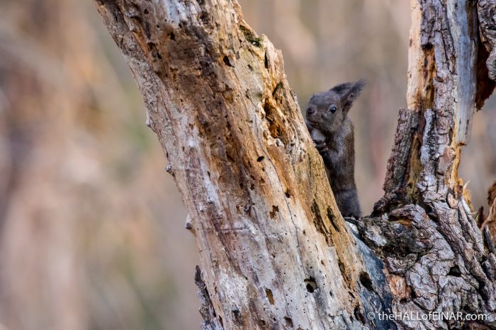 Red Squirrel - The Hall of Einar - photograph (c) David Bailey (not the)