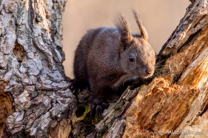 Red Squirrel - The Hall of Einar - photograph (c) David Bailey (not the)