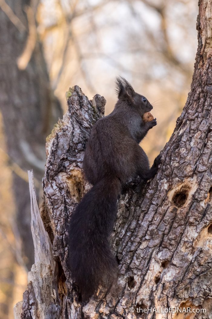 Red Squirrel - The Hall of Einar - photograph (c) David Bailey (not the)