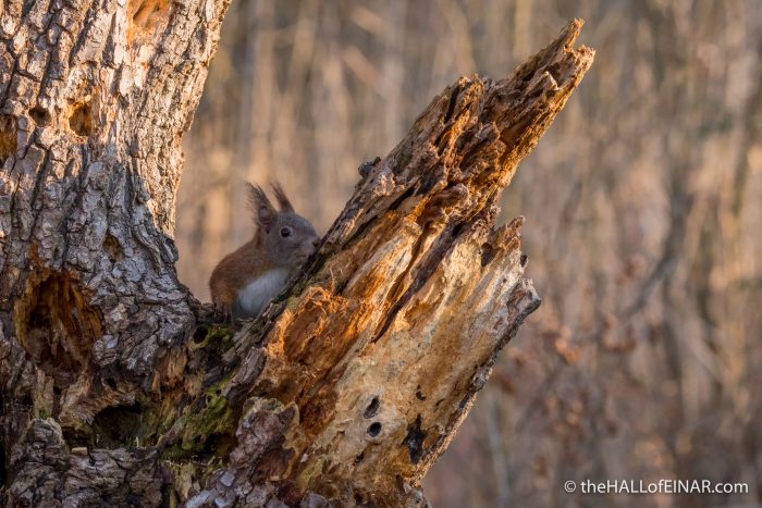 Red Squirrel - The Hall of Einar - photograph (c) David Bailey (not the)