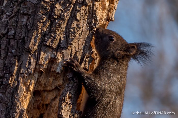Red Squirrel - The Hall of Einar - photograph (c) David Bailey (not the)
