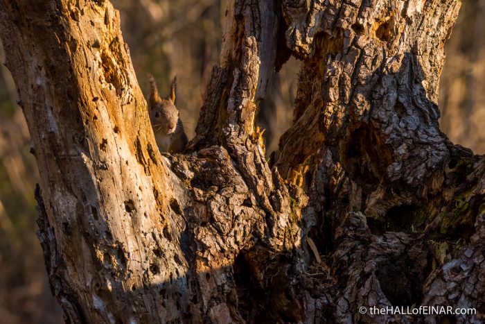 Red Squirrel - The Hall of Einar - photograph (c) David Bailey (not the)