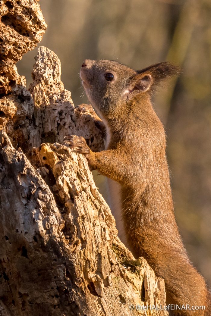 Red Squirrel - The Hall of Einar - photograph (c) David Bailey (not the)