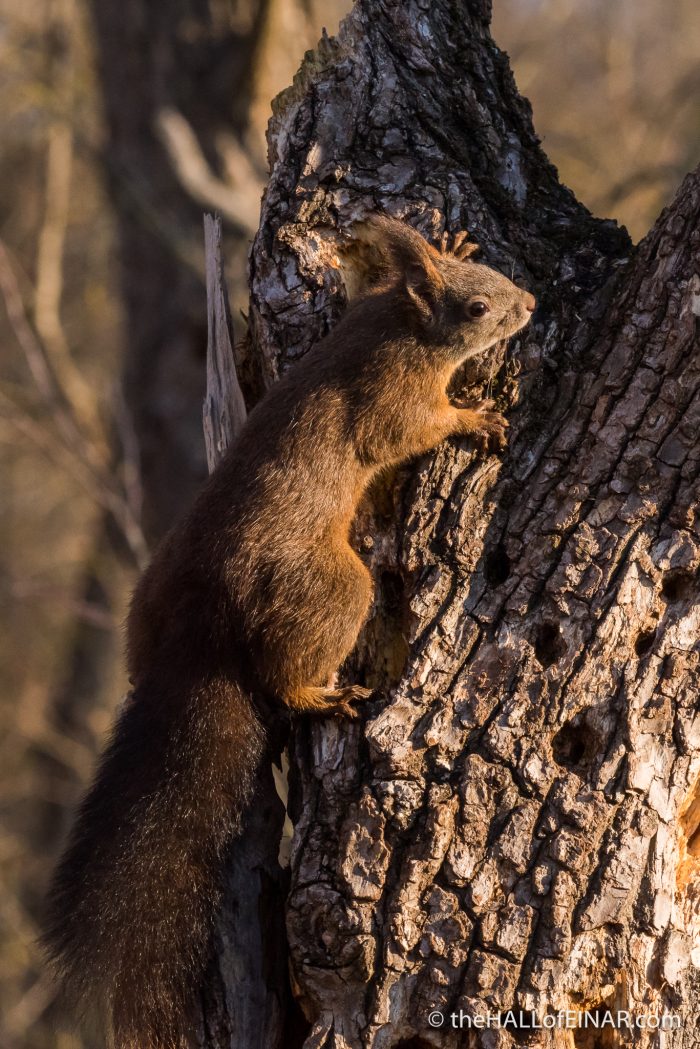 Red Squirrel - The Hall of Einar - photograph (c) David Bailey (not the)