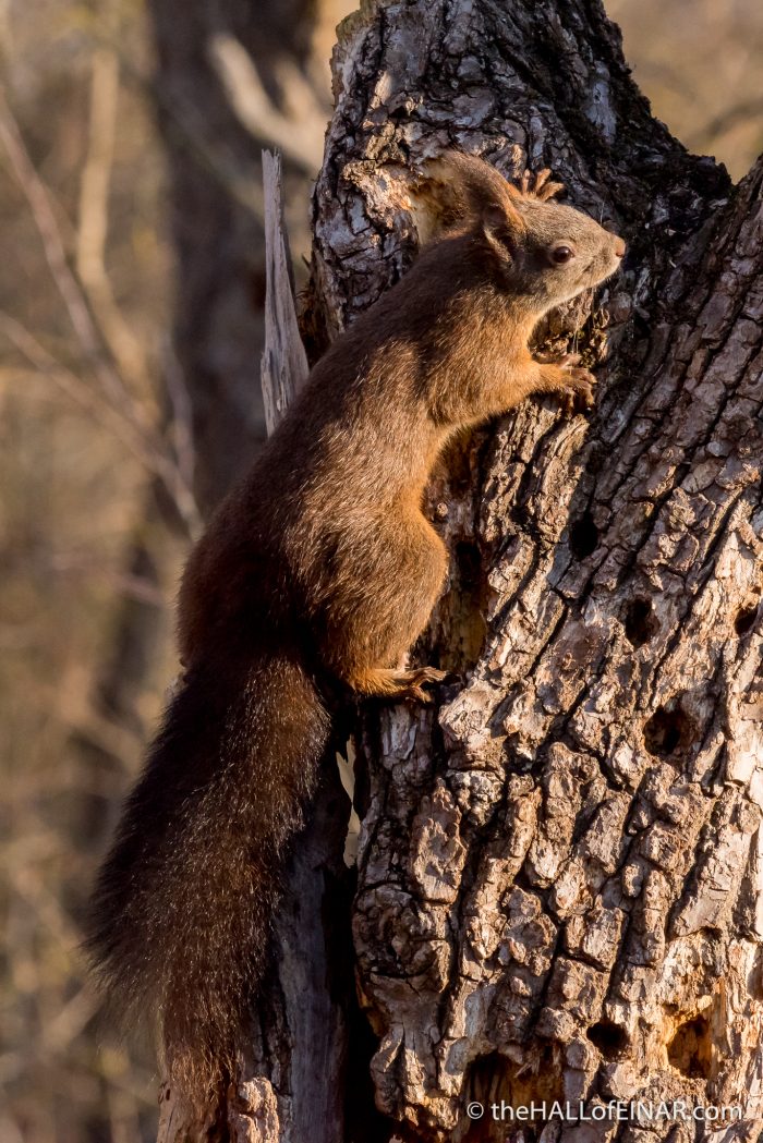 Red Squirrel - The Hall of Einar - photograph (c) David Bailey (not the)