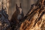 Red Squirrel – The Hall of Einar – photograph (c) David Bailey (not the)