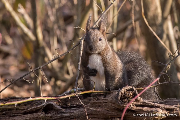 Red Squirrel - The Hall of Einar - photograph (c) David Bailey (not the)