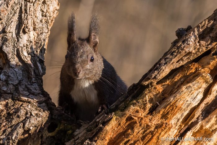 Red Squirrel - The Hall of Einar - photograph (c) David Bailey (not the)
