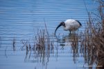 Sacred Ibis - The Hall of Einar - photograph (c) David Bailey (not the)