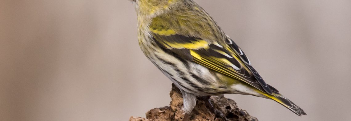 Siskin - The Hall of Einar - photograph (c) David Bailey (not the)