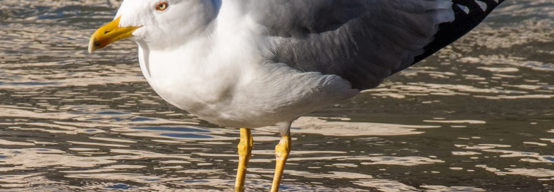 Yellow Legged Gull - The Hall fo Einar - photograph (c) David Bailey (not the)