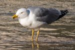 Yellow Legged Gull - The Hall fo Einar - photograph (c) David Bailey (not the)