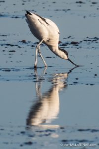 Avocet - The Hall of Einar - photograph (c) David Bailey (not the)