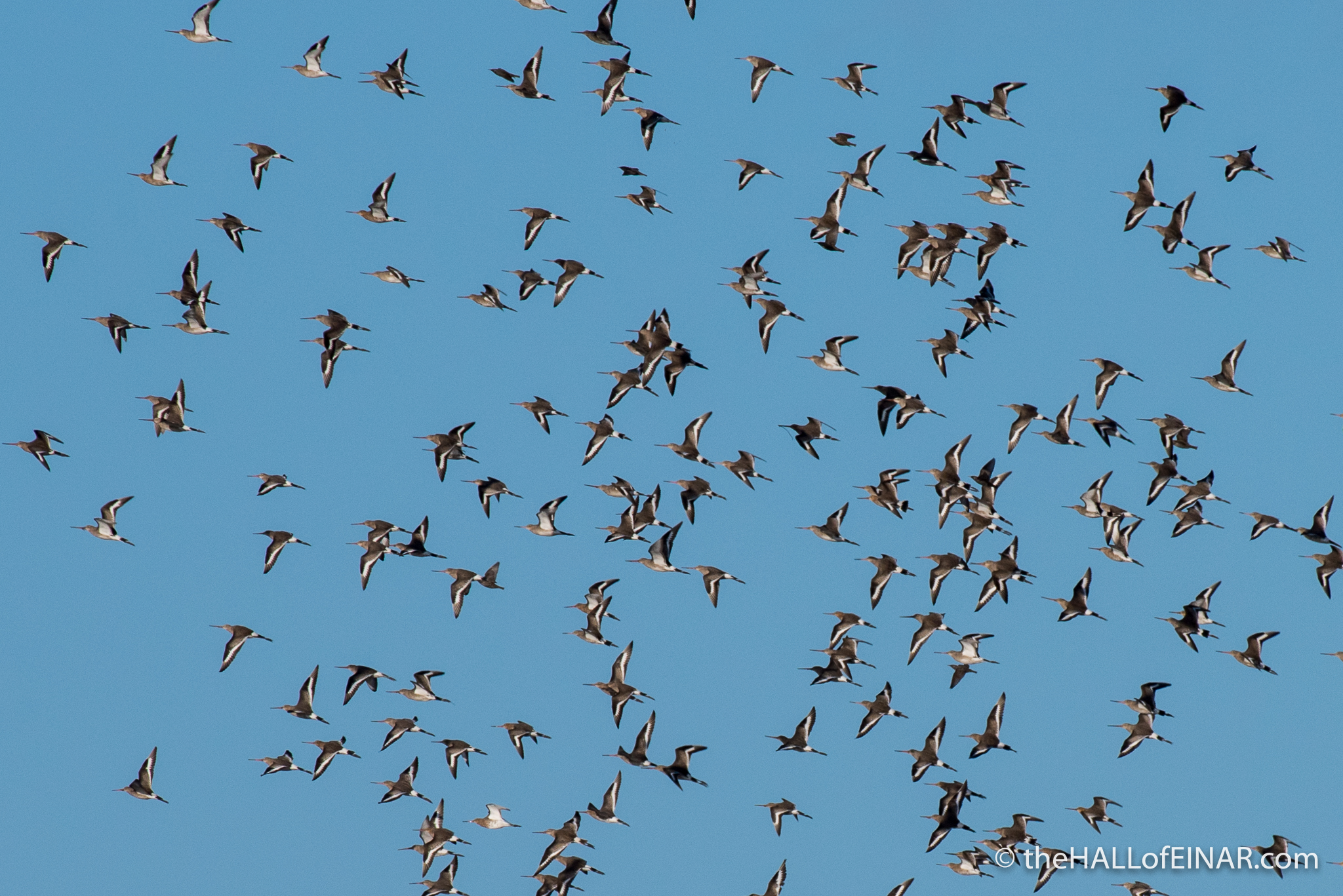 Black Tailed Godwit - The Hall of Einar - photograph (c) David Bailey (not the)