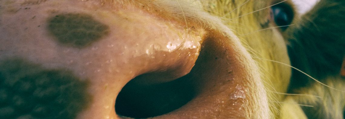 Cow - The Hall of Einar - photograph (c) David Bailey (not the)