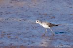 Greenshank - The Hall of Einar - photograph (c) David Bailey (not the)