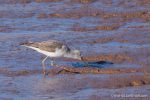 Greenshank - The Hall of Einar - photograph (c) David Bailey (not the)