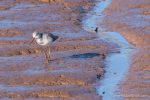 Greenshank - The Hall of Einar - photograph (c) David Bailey (not the)