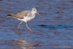 Greenshank - The Hall of Einar - photograph (c) David Bailey (not the)