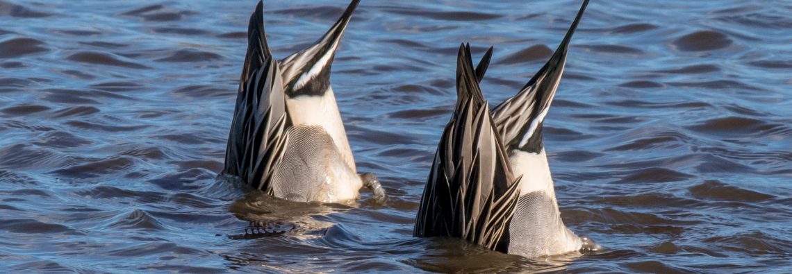 Pintail - The Hall of Einar - photograph (c) David Bailey (not the)