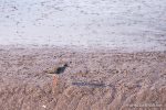 Redshank - The Hall of Einar - photograph (c) David Bailey (not the)