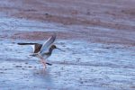 Redshank - The Hall of Einar - photograph (c) David Bailey (not the)