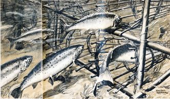 Salmon illustration (c) Raymond Sheppard