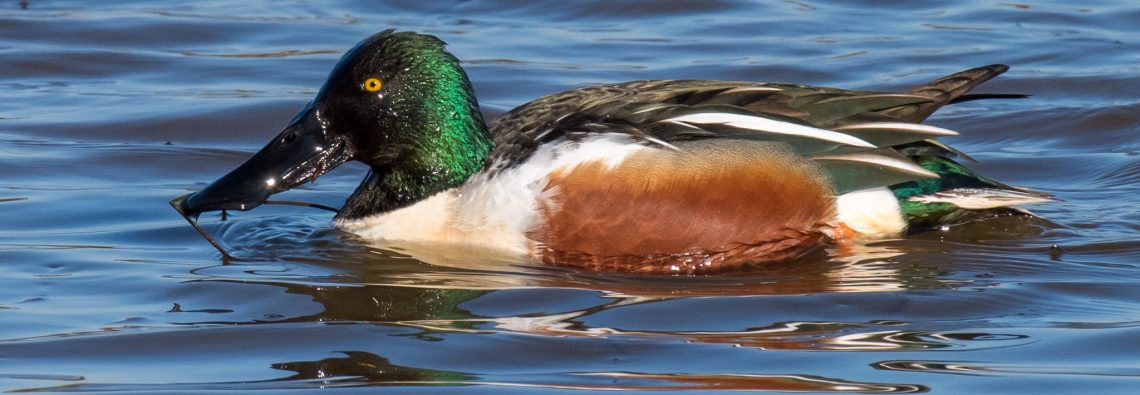 Shoveler - The Hall of Einar - photograph (c) David Bailey (not the)