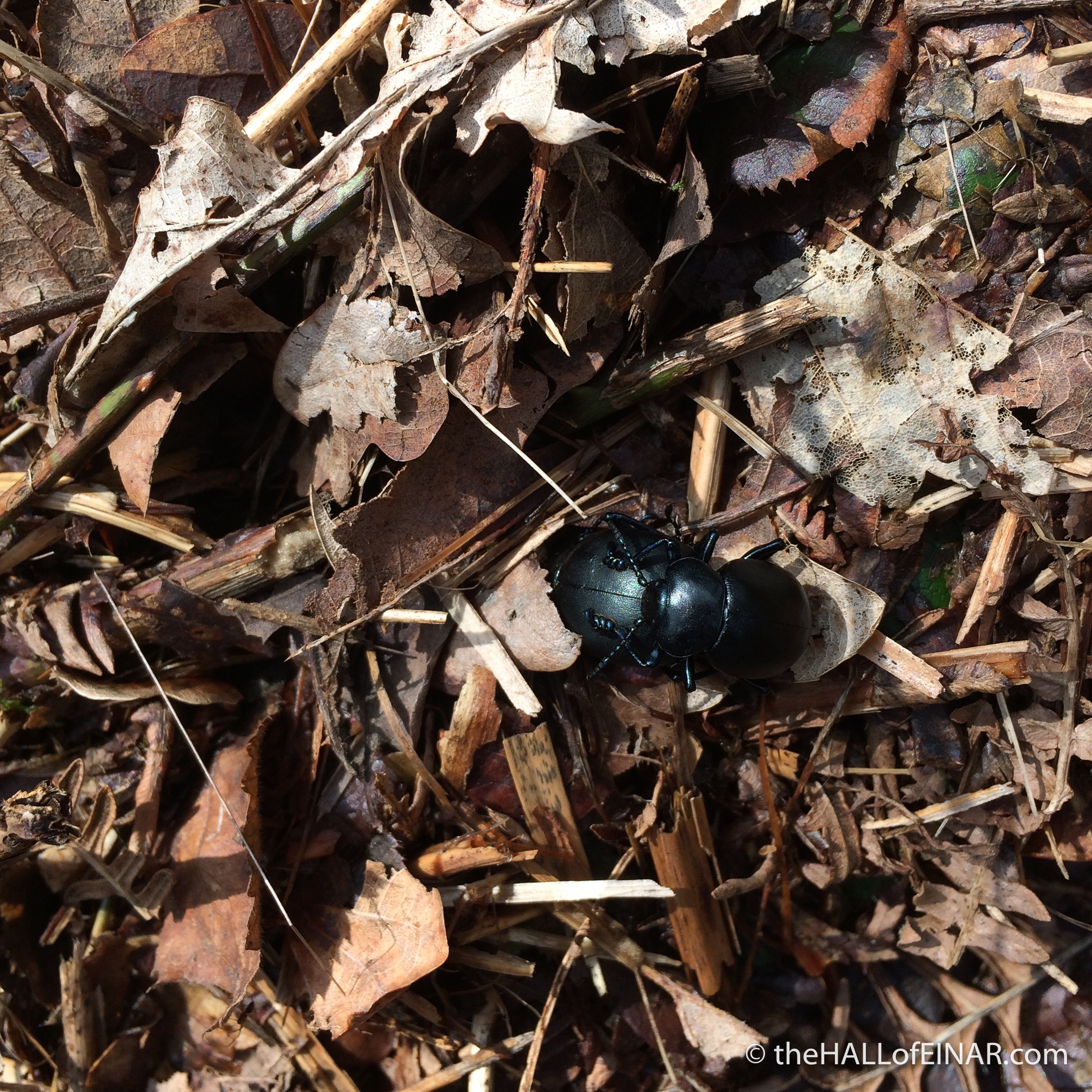 Bloody Nosed Beetle - Bridford Woods - The Hall of Einar - photograph (c) David Bailey (not the)