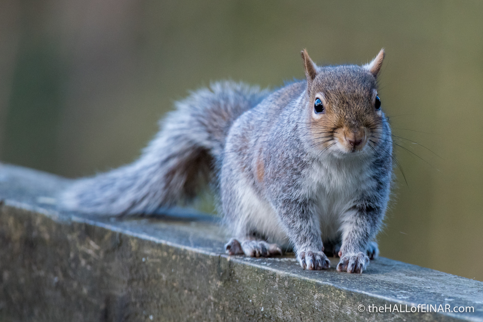 Grey Squirrel - The Hall of Einar - photograph (c) David Bailey (not the)