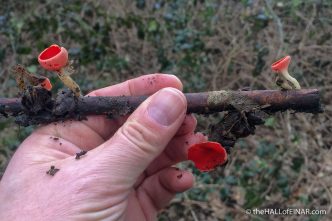 Scarlet Elf Cup Sarcoscypha cocinea - The Hall of Einar - photograph (c) David Bailey (not the)