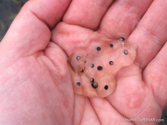 Holden Clough frogspawn - The Hall of Einar - photograph (c) David Bailey (not the)