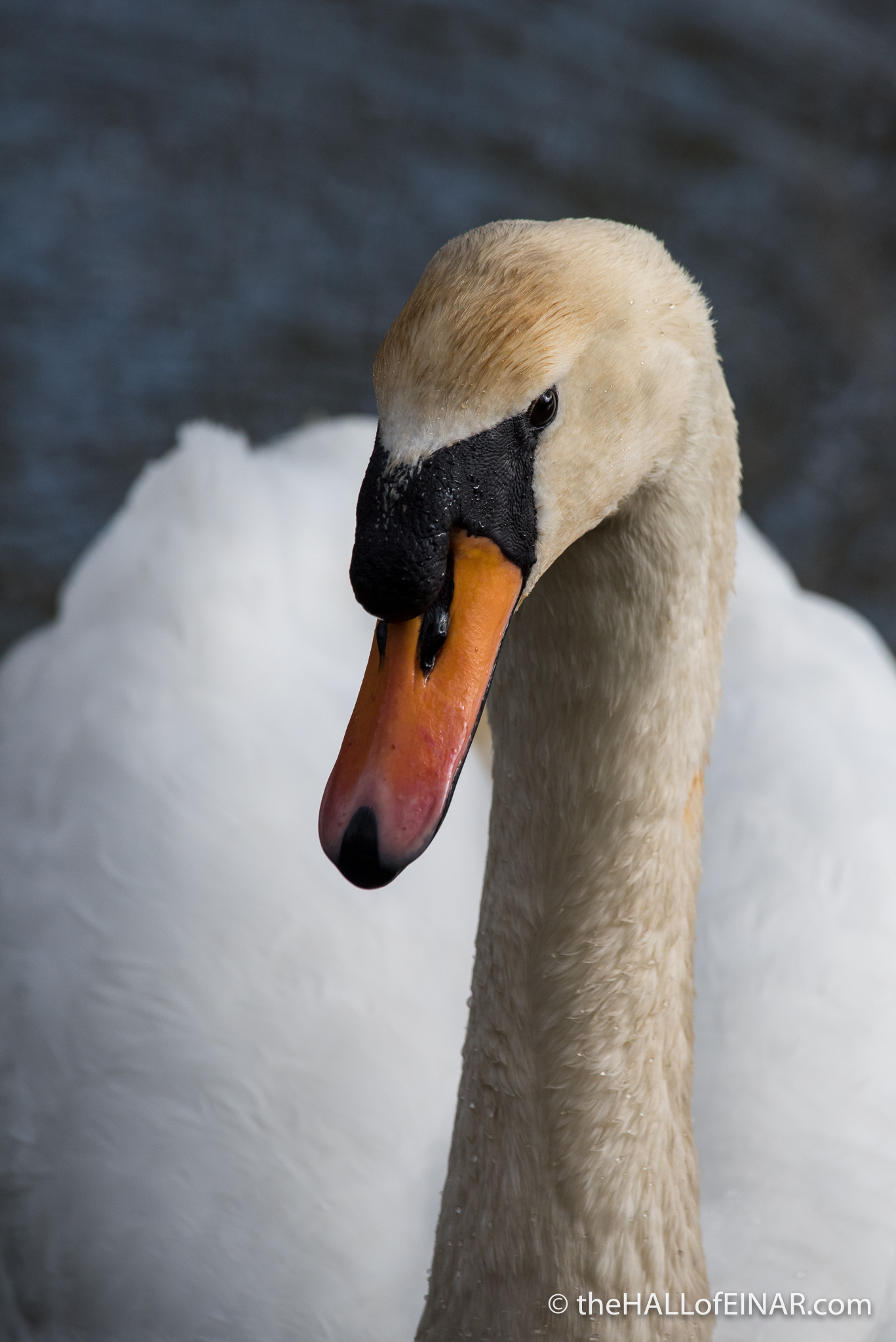 Mute Swan - Stover - The Hall of Einar - photograph (c) David Bailey (not the)
